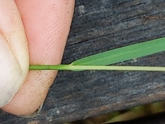 Sacciolepis indica image