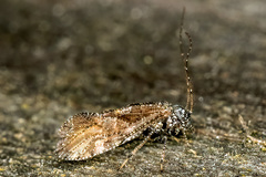 Myopsocidae