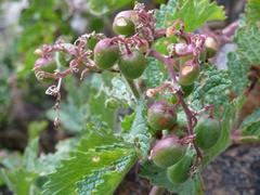 Cyphostemma lanigerum