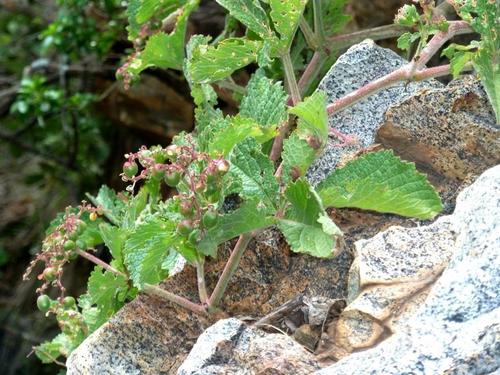 Cyphostemma lanigerum