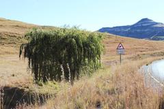 Salix babylonica babylonica
