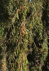 Salix babylonica babylonica