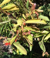 Columnea purpurata