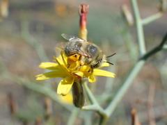 Anthophora lieftincki