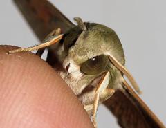 Hippotion roseipennis