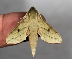 Hippotion roseipennis