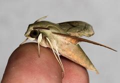 Hippotion roseipennis