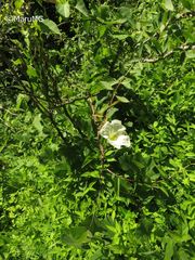 Ipomoea proxima