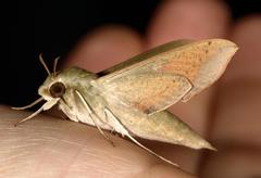 Hippotion roseipennis