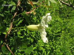 Ipomoea proxima