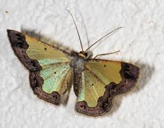 Zamarada plana denticincta