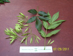 Fraxinus pennsylvanica subintegerrima