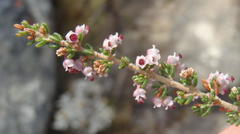 Erica hispidula hispidula