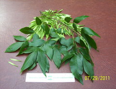Fraxinus pennsylvanica subintegerrima