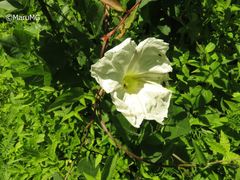 Ipomoea proxima