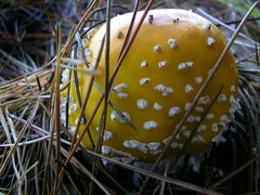 Amanita muscaria formosa