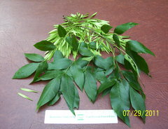 Fraxinus pennsylvanica subintegerrima