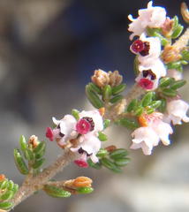 Erica hispidula hispidula