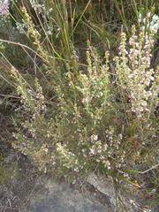 Erica hispidula hispidula