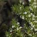 Muraltia ericifolia - Photo (c) Brian du Preez, algunos derechos reservados (CC BY-SA), subido por Brian du Preez