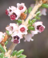 Erica hispidula hispidula