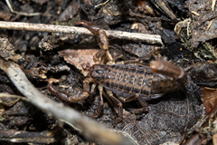 Mesomexovis variegatus