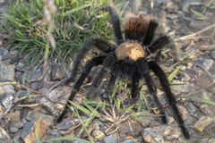 Brachypelma albiceps