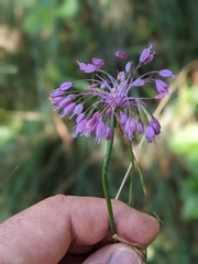 Allium carinatum pulchellum