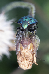 Orsilochides variabilis