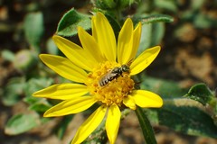 Perdita swenki