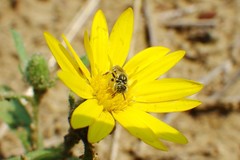 Perdita swenki