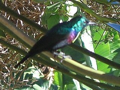 Cinnyris bifasciatus microrhynchus