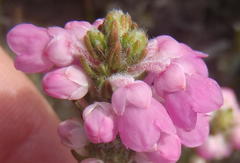 Erica nervata