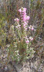 Erica nervata