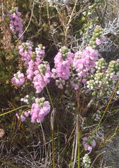 Erica nervata