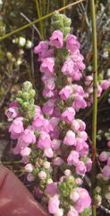 Erica nervata