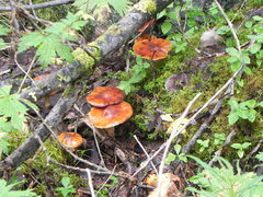 Cortinarius trivialis