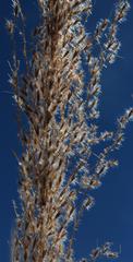Miscanthus ecklonii