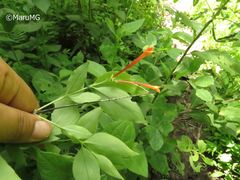 Bouvardia chrysantha