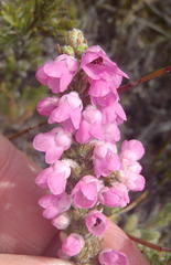Erica nervata