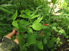 Bouvardia chrysantha