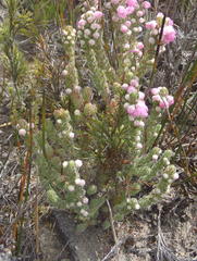 Erica nervata