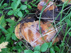 Cortinarius trivialis