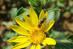 Perdita swenki