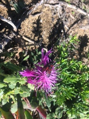 Zygaena rhadamanthus