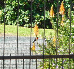 Chalcomitra senegalensis gutturalis