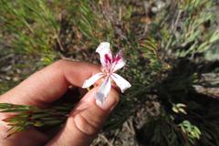 Pelargonium laevigatum laevigatum
