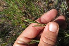 Pelargonium laevigatum laevigatum