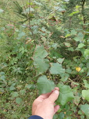 Betula platyphylla