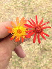 Pseudogynoxys chenopodioides